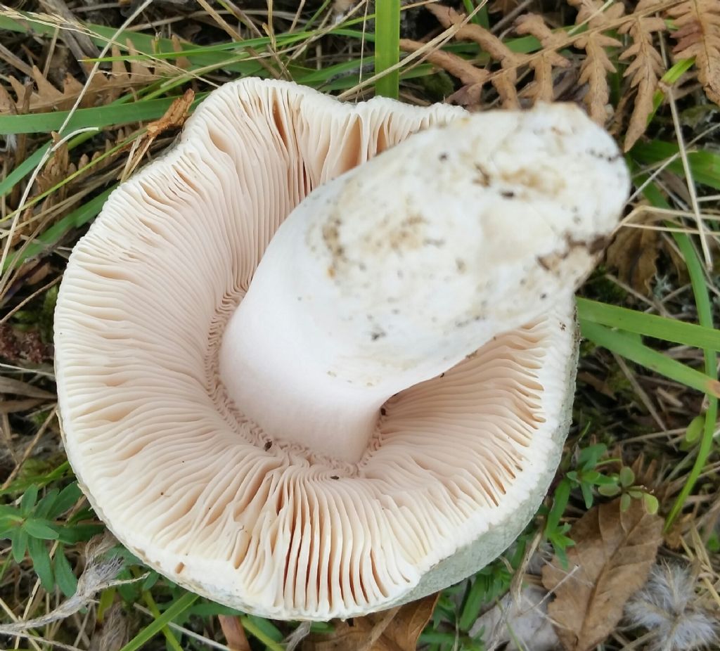 Russula virescens?